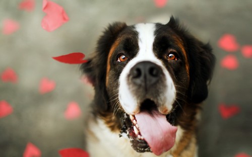 Image brown and white dog with pink and white polka dot collar