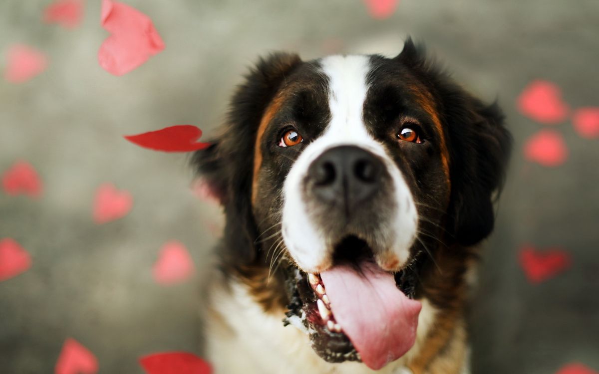 brown and white dog with pink and white polka dot collar