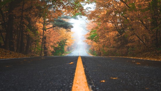 Image autumn, road, nature, tree, leaf
