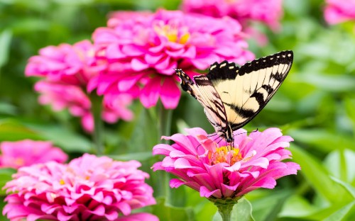 Image black and white butterfly on pink flower during daytime