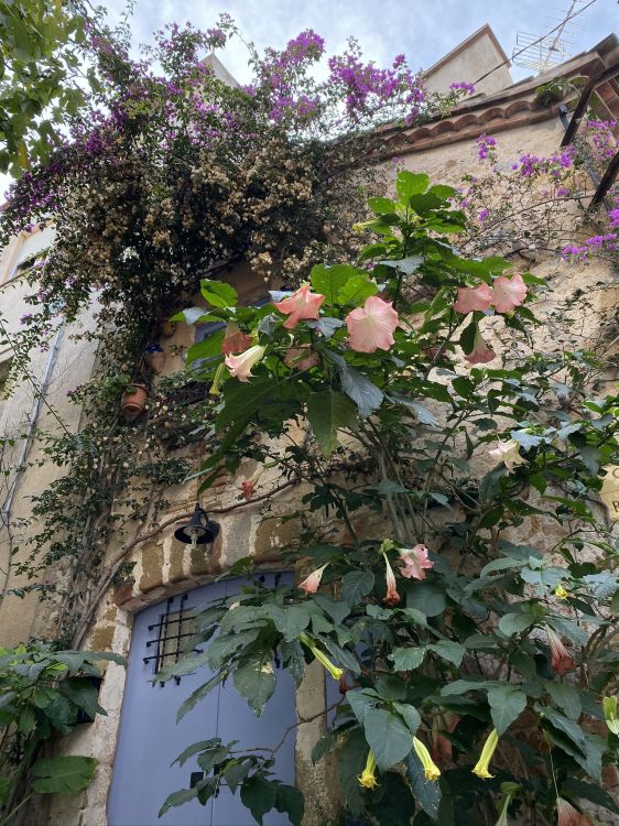 la Floración de la Planta, Biología, la Vegetación, Sucursal, Naturaleza. Wallpaper in 1536x2048 Resolution