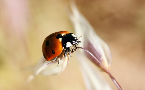 Image red and black ladybug on white flower