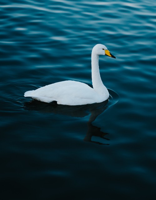 Image white swan on water during daytime