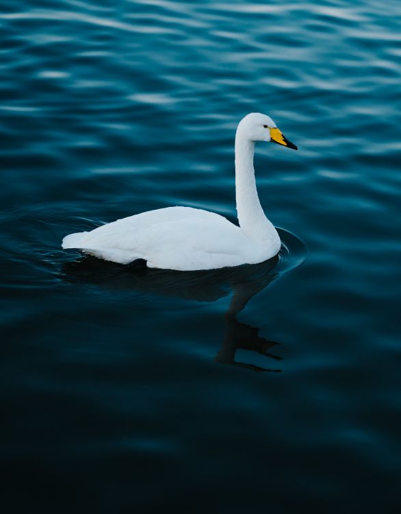 white swan on water during daytime