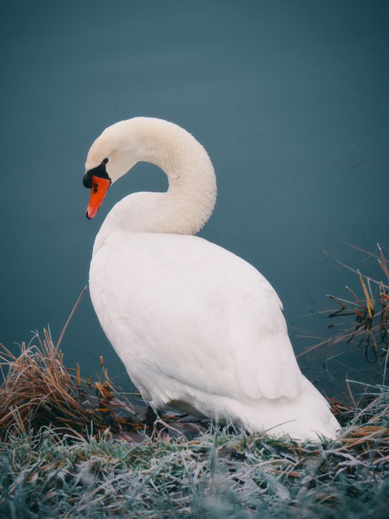 Weißer Schwan Auf Braunem Gras. Wallpaper in 4160x5547 Resolution