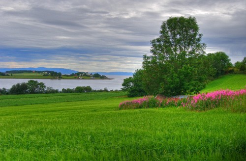 Image green grass field with trees under white clouds and blue sky during daytime