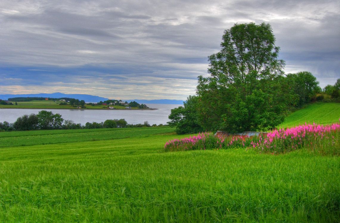 green grass field with trees under white clouds and blue sky during daytime