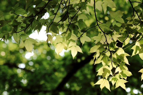 Image green leaves in tilt shift lens