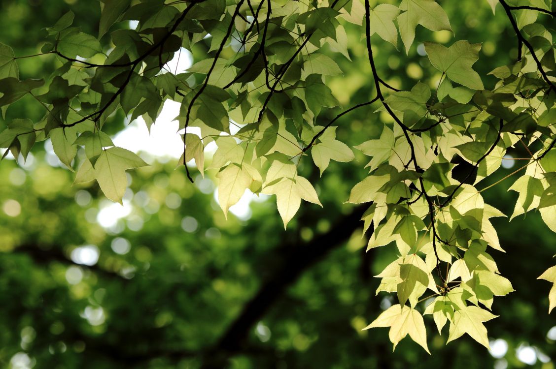 Green Leaves in Tilt Shift Lens. Wallpaper in 3008x2000 Resolution