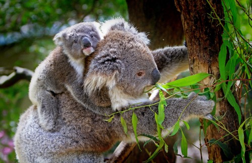 Image koala bear on brown tree