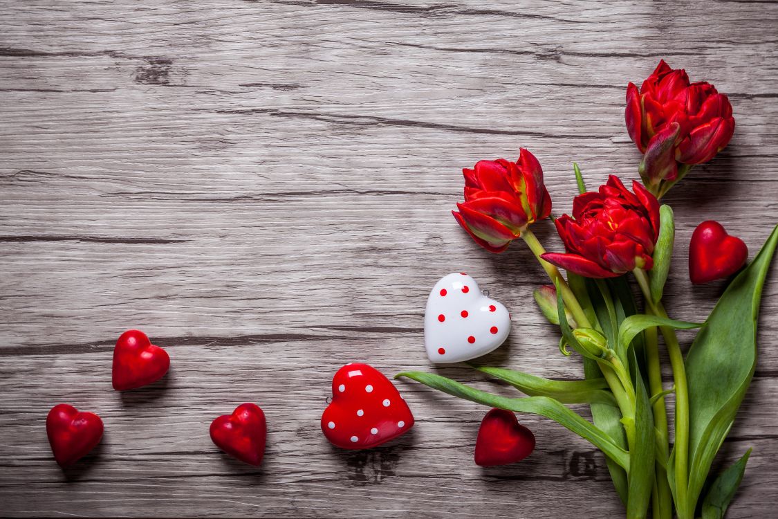 Red Tulips on Gray Wooden Surface. Wallpaper in 5616x3744 Resolution