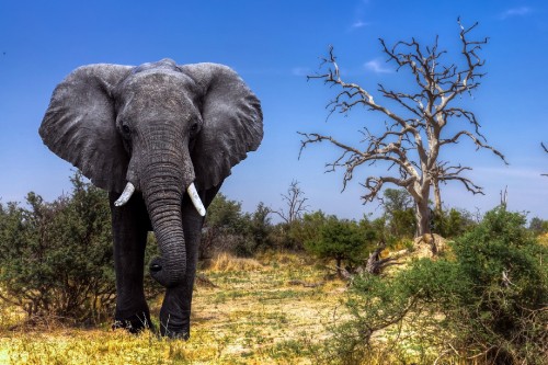 Image grey elephant on green grass field during daytime