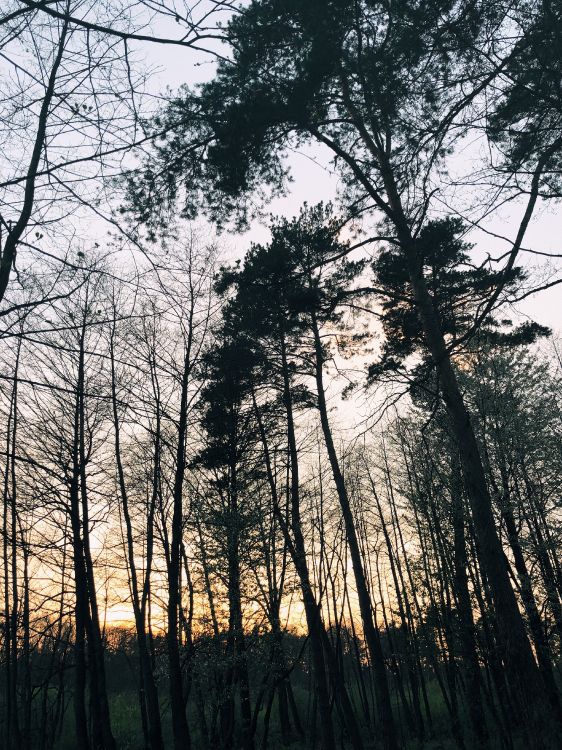 Nature, Environnement Naturel, Paysage Naturel, Rameau, Forêt. Wallpaper in 3024x4032 Resolution