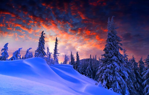 Image snow covered pine trees on desert under cloudy sky during daytime