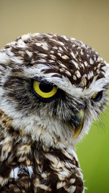 Image brown and white owl in close up photography during daytime