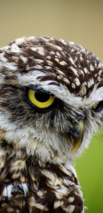 Image brown and white owl in close up photography during daytime