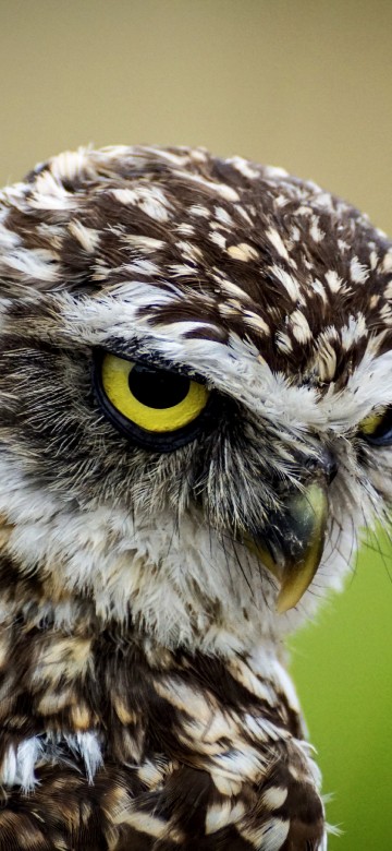 Image brown and white owl in close up photography during daytime