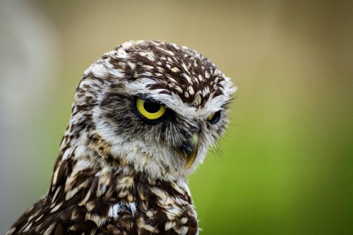 Image brown and white owl in close up photography during daytime