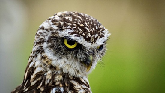 Image brown and white owl in close up photography during daytime
