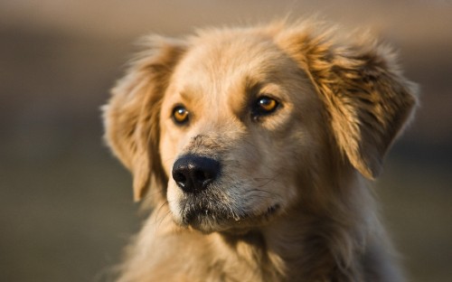 Image golden retriever puppy in close up photography