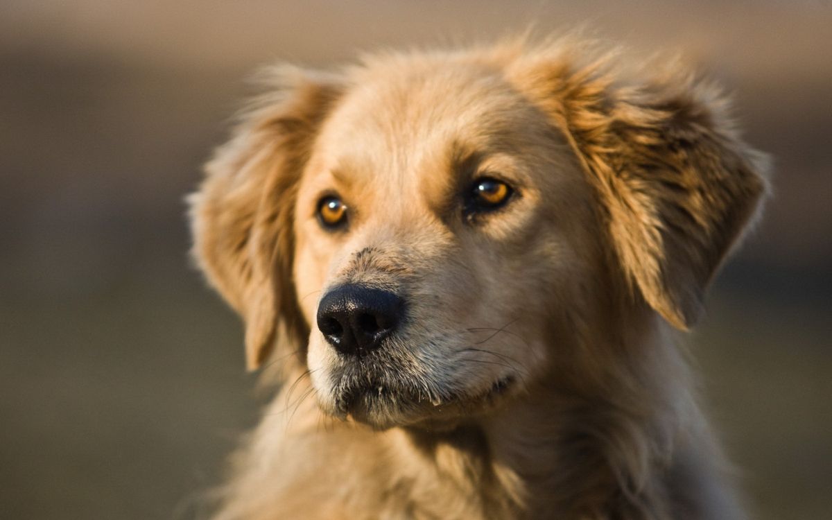 golden retriever puppy in close up photography