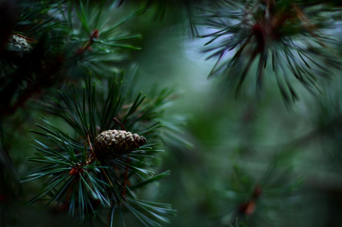 Evergreen, 松的家庭, 关闭了, 植被, 云杉 壁纸 2560x1700 允许