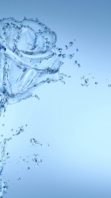 Image flower, water, liquid, plant, branch