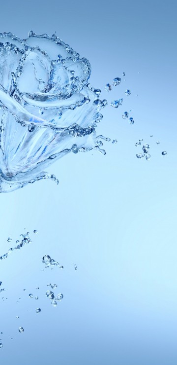 Image flower, water, liquid, plant, branch