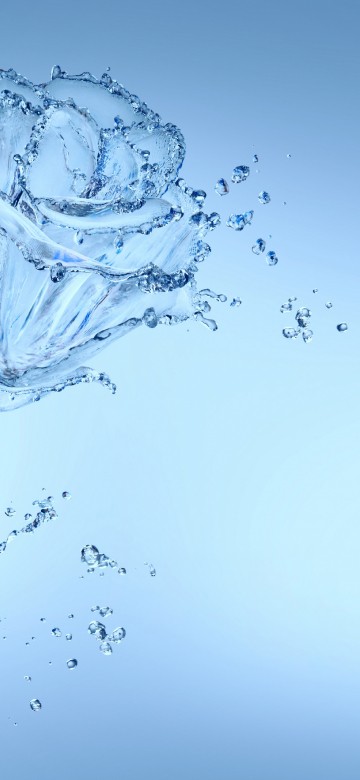 Image flower, water, liquid, plant, branch