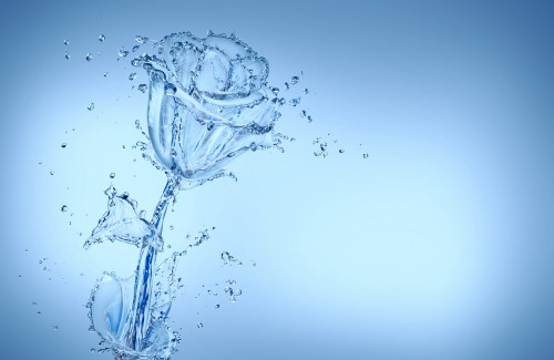 Image flower, water, liquid, plant, branch