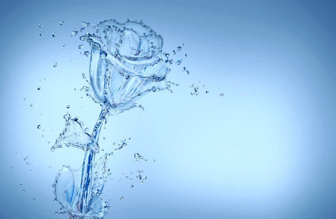 flower, water, liquid, plant, branch