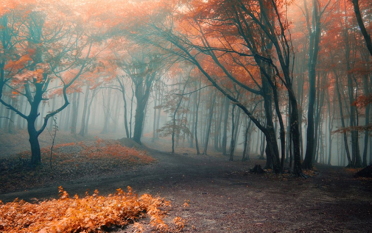 brown trees on brown field during daytime