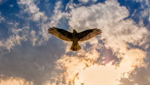 Image brown and white bird flying under white clouds during daytime