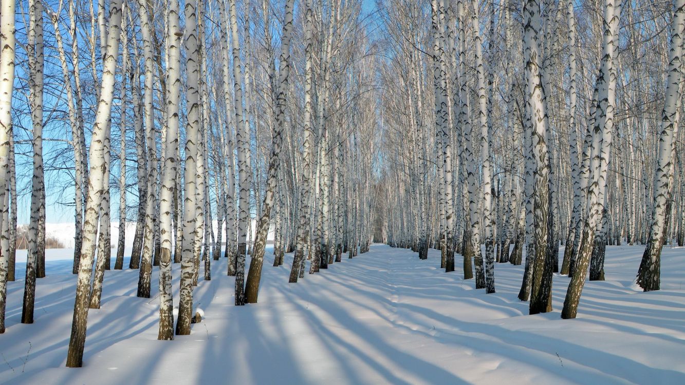 Birch, 冬天, 冻结, 木本植物, 森林 壁纸 2560x1440 允许