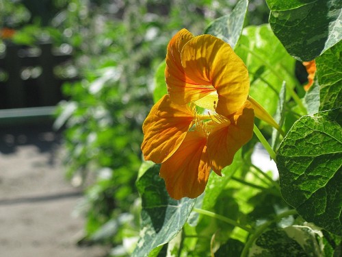 Image yellow flower in tilt shift lens