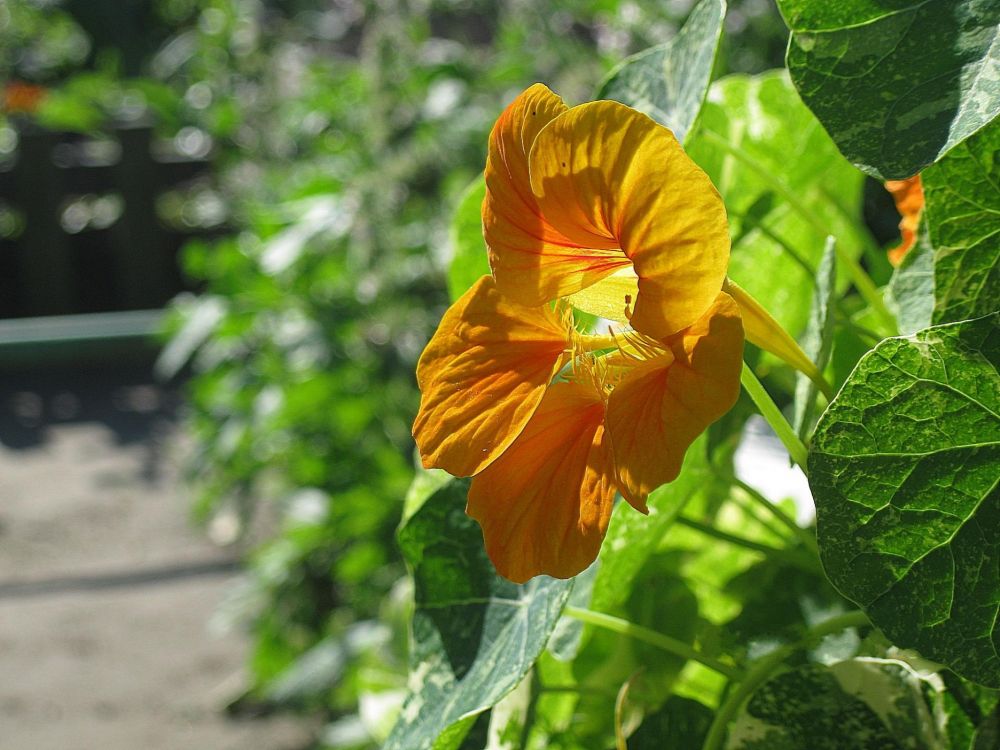 yellow flower in tilt shift lens