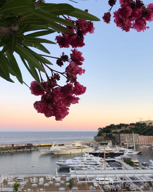 Agua, Biología, Pétalo, Moto de Agua, Magenta. Wallpaper in 3024x3780 Resolution