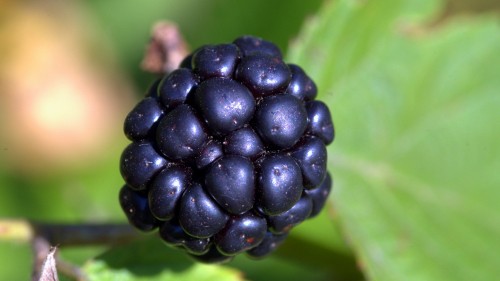 Image black fruit on green leaf