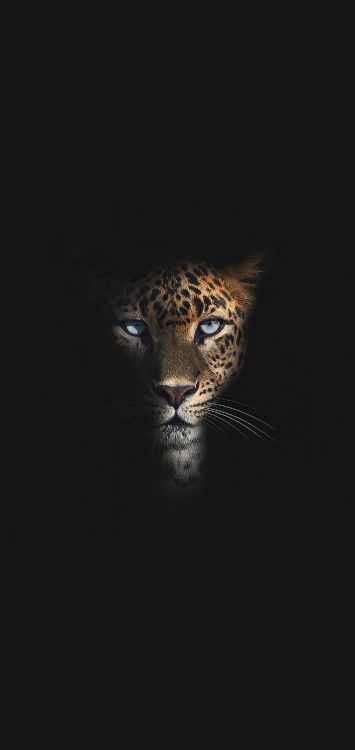 Tierwelt, Leopard, Fleischfresser, Jaguar, Backenbart. Wallpaper in 1421x3000 Resolution