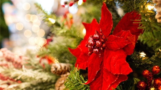 Image poinsettia, Christmas Day, christmas decoration, christmas ornament, christmas