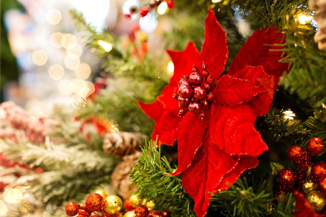 Poinsettia, Christmas Day, Christmas Decoration, Christmas Ornament, Christmas. Wallpaper in 5760x3840 Resolution