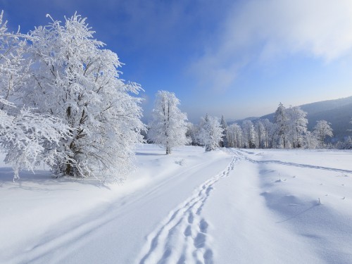 Image snow covered trees under blue sky during daytime