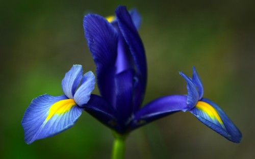 Image purple and yellow flower in tilt shift lens