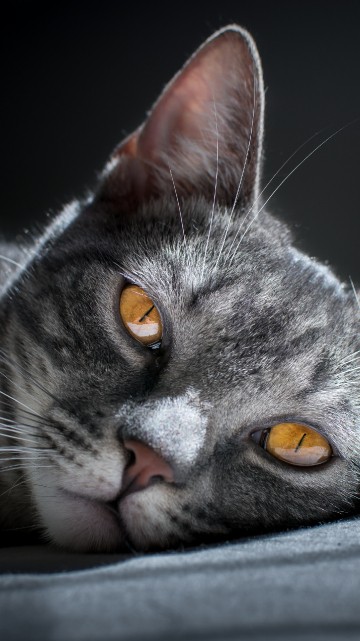 Image silver tabby cat lying on black textile