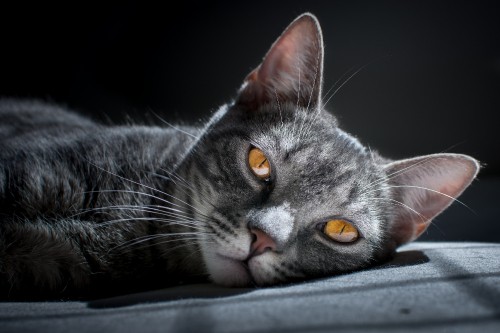 Image silver tabby cat lying on black textile