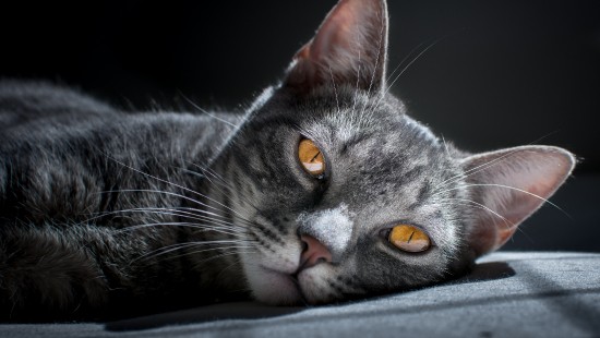 Image silver tabby cat lying on black textile