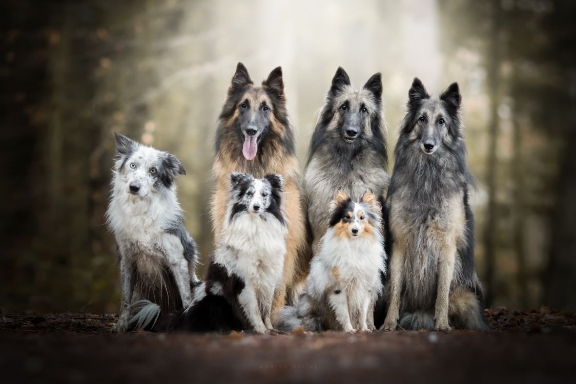 边境牧羊犬, 比利时的牧羊人, 品种的狗, 小狗, 微型雪纳瑞 壁纸 2560x1707 允许