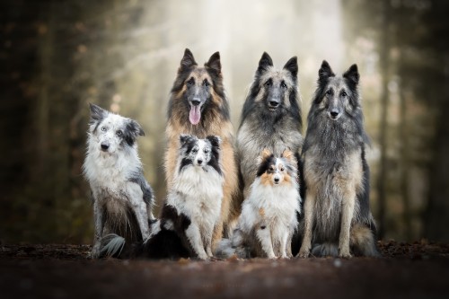 Image dog, border collie, belgian shepherd, tervuren, dog breed