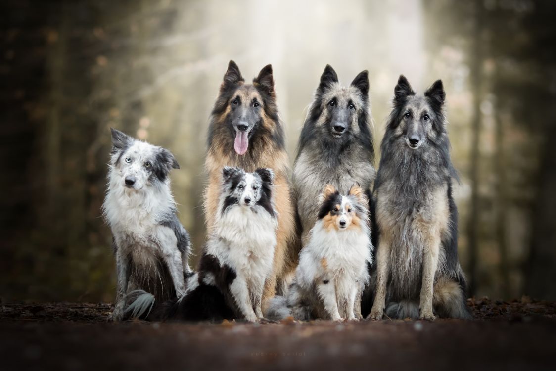 Dog, Border Collie, Belgian Shepherd, Tervuren, Dog Breed. Wallpaper in 2560x1707 Resolution