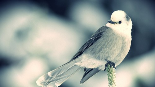 Image gray and black bird on brown tree branch